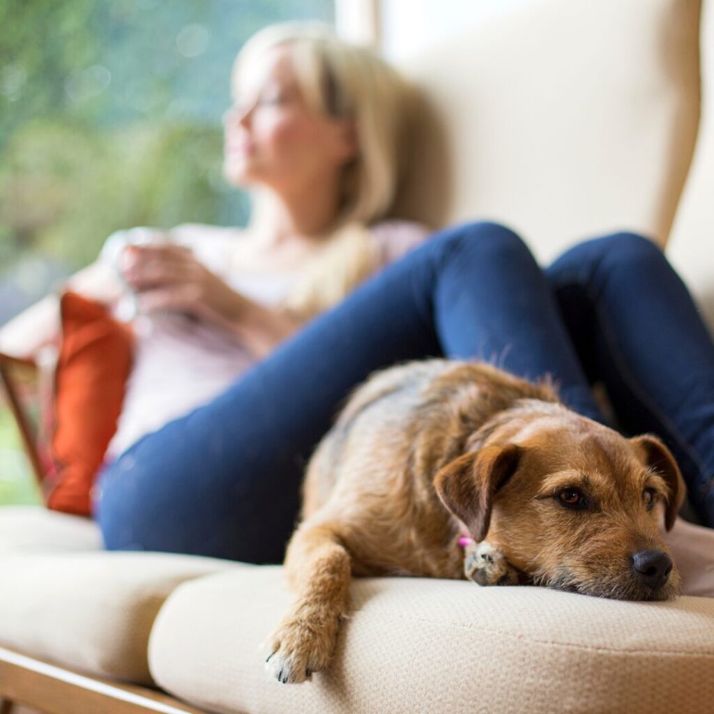 dog relaxing on couch by a woman in her home